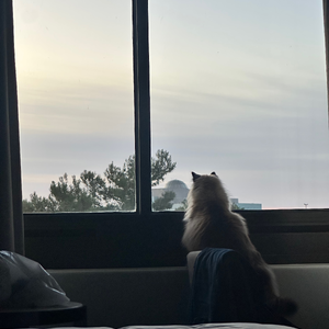 Having deep cat thoughts.